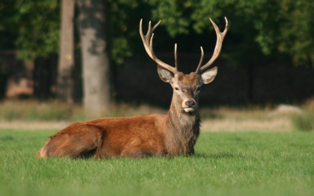 Ten Point Quest: Elusive Deer Hunting Ten-Pointer Club